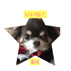 chihuahua"DAL" becomes to speak KOREAN