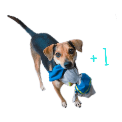 世界最萌黑糖狗