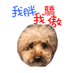 小笨狗日常❤️