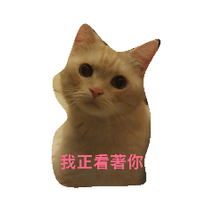 喵皮皮生活
