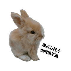 陳嘎逼