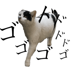 stray cats_black and white