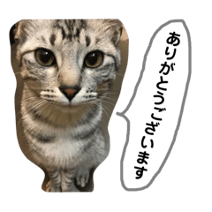 KONA_NEKO 1st