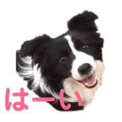 Natsume_1/border-collie