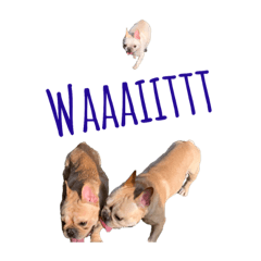 Three Little Frenchies