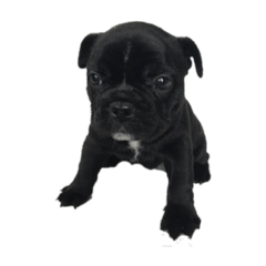 BiBi_2019021919864754