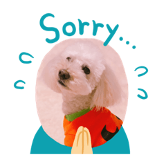 dog_20190219145038