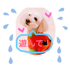 dog_20190219173003