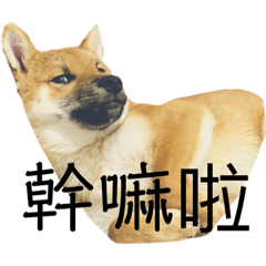 柴犬柚子跟橘子2
