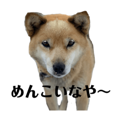 Stamp of Miyagi Dialect by Dog