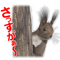 Pretty sticker of EZO-squirrels