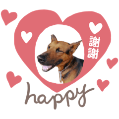 幸福犬代表-旺來