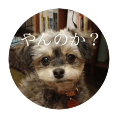 Mochimaru no stamp