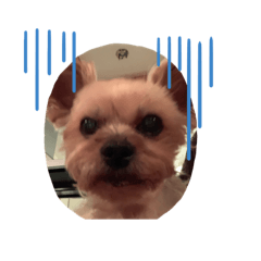 Harry_20190220203032