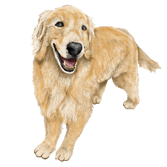 Friendly dog!5 Eternal Golden Retriever