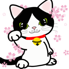 MeowMeowHouse Black and White Cat