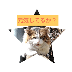 猫幸cat'smoonのスタンプ