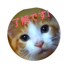 ねこつきcat's moon3のスタンプ