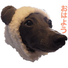 emma Italian greyhound
