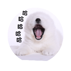 white smile samoyed白色微笑薩摩耶犬舍