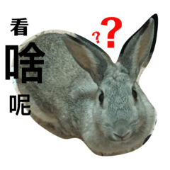 我只是一隻小兔寶