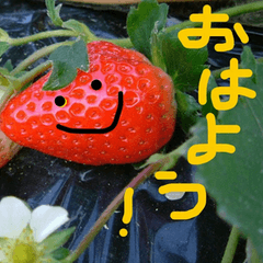 cheerful strawberries