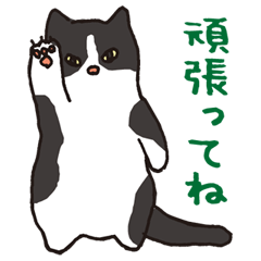 The sticker of the black and white cat