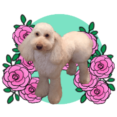Cookie the Miniature Poodle