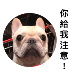 N2PC'CHIEN.2019