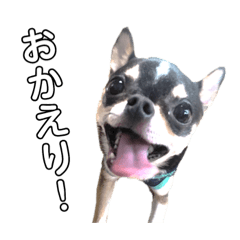 Cute Chihuahua healed stamp