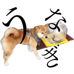 Konatsu the Shiba dog  adorable adorable