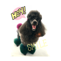 lili  toy  poodle