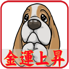 Basset hound 27(dog)