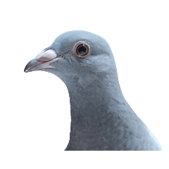 Sharon pigeon headshot (Hsiaoheihei)
