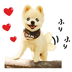 Shunsuke the Dog