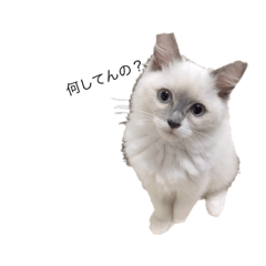 mochi_20190223123059