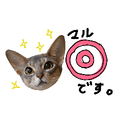 abyssinian love qoo