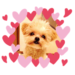 boo_20190223041814