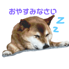 Shibainu no Ranchan