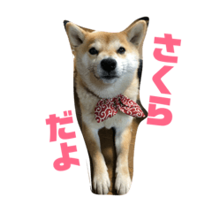 ayumi_20190220232408