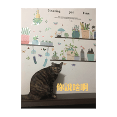 耀眼奪目