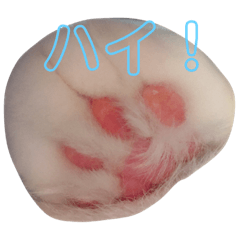 ryu_20190223204259
