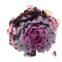 G_20190224051903