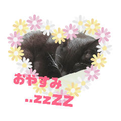 hana_20190223194631
