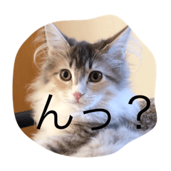 syo_20190224143416