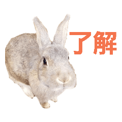 うさぎの可愛いスタンプです Line スタンプ Line Store