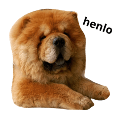 chow chow xiao pang