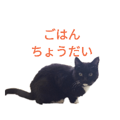 hana_black cat
