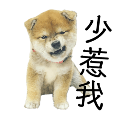 柴犬柚子跟橘子1