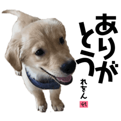 ゴールデンレトリバーレオンくん 子犬編 Line スタンプ Line Store ゴールデンレトリバーレオンくん 子犬編 Line スタンプ Line Store